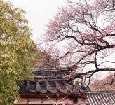 [나홀로 우리 땅 걷기] 순천 조계산에서 봄·가을·겨울을 하루에 만나다
