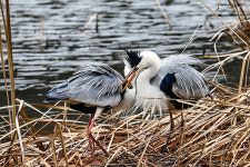 [생태 화보] 까칠한 왜가리지만 데이트는 부드럽게