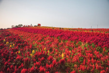 [병풍도 맨드라미] 나를 보고 빨갛게 웃던 맨드라미 그런 사람 하나 만나고 싶었다 - 권대웅 맨드라미에 부쳐