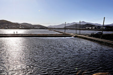 [인천 섬산로드]  귀싸대기 맞아도 행복한 진달래 정글