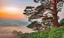 [6월의 산악사진 울진 금강송] 大王의 위엄, 하지 무렵이 베스트