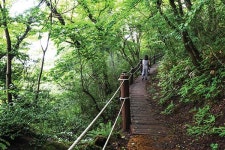 [제주, 어디까지 아세요] 햇살을 피하는 초록색 방법! 절물오름 걷기