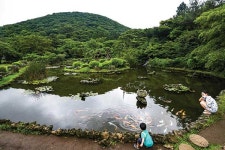 [제주, 어디까지 아세요] 햇살을 피하는 초록색 방법! 절물오름 걷기