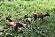 [제주, 어디까지 아세요] 햇살을 피하는 초록색 방법! 절물오름 걷기