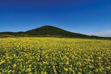 [제주 큰사슴이오름] 벚꽃과 유채꽃에 둘러싸인 큰 사슴