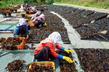 명품 울진 돌미역으로 만드는 가자미 미역국