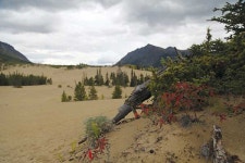 끝없이 펼쳐진 캠핑 천국 금지구역 빼곤 어디든 O.K