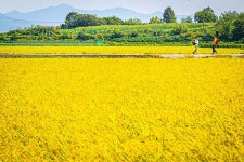 서울에서 한 시간, 평화와 풍요를 찾다 [힐링로드 인천 교동도  강화나들길 9코스]