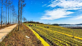 옛날 고속도로 뱃길 고이도, 황금빛 갯국으로 물들다 [신안 특집]