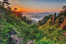들꽃 명산 Best 8 [4월은 야생화의 달]