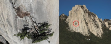 도봉산 선인봉 지켜온 소나무, 100년 삶 내려놓다