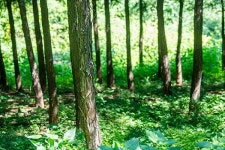 러브버그가 편백숲 때문? 기후변화가 가장 큰 원인 [단일수종 숲 특집 (4) 서울 유일 편백숲 은평구 봉산]