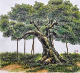 700년 세월 동안 마을의 수호신 [청주 공북리 음나무]