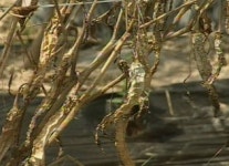 야속한 폭염 타들어가는 농심