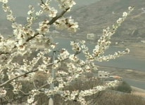 남녘엔 매화 향기…섬진강 매화축제 개막