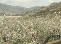 섬진강변 가득한 매화 향기, 남도의 봄 알린다