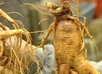 쏟아지는 외국산…인삼종주국 위상 뿌리채 흔들