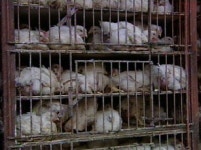 전북 김제의 닭 사육농장에서 의사 AI 발생해