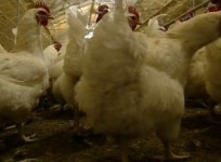 전남까지 AI 걷잡을 수 없는 확산…방역 비상