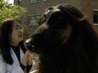스너피 2세 태어난다…복제견끼리 최초 임신