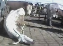 미국서도 시끄러운 미국소…다우너 도축 금지