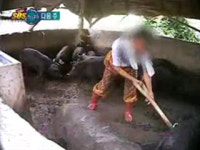 아직도 이런 일이.. 10년간 돼지농장 노예 생활