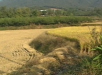 [부동산따라잡기] 안성, 토지편법 거래 성행