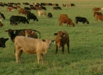 다이옥신 파동 확산…아일랜드산 쇠고기도 오염