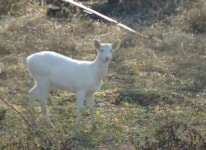 충남 연기서 흰 고라니 발견…주민들 길조 반겨