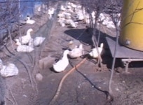 [기동] 상가분양권 욕심…동물농장 된 신도시