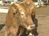 토종 한우 복원 나섰다