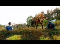 70만 돌파한 워낭소리, 흥행 대박의 비결은?