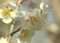 개구리 겨울잠 깨는 경칩…남녘 봄꽃들 기지개