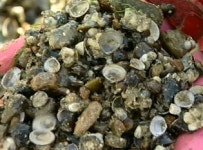 극심한 가뭄에 바다가 된 섬진강…재첩 비상