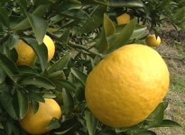 법원, 한라봉, 특정 상품명에 독점사용 안된다