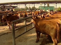 심상찮은 한우 값 입식 급증…공급과잉 우려