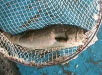 항생제 검출 알고도…중국산 활어, 대량 유통