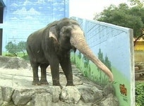 코끼리가 던졌다?…미궁에 빠진 돌팔매 사건