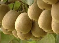 참다래, 남해서 재배 성공…로열티 부담 덜 듯