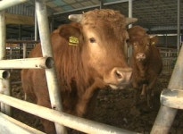 구멍뚫린 구제역 방역…수의사가 옮겼나?