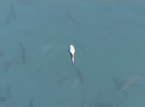 바다 수온도 뚝…남해안 물고기 떼죽음 비상