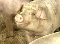 구제역 겉잡을 수 없는 상황 가나…빠르게 확산