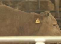 구제역 의심농장 3곳 모두 음성…확산방지 총력