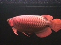 멸종위기 몸값 1억 황제의 관상어 몰래 들여와