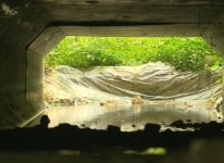 로드킬 더는 안된다…생명을 살리는 생태 통로