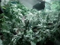 주택가에 대마 농장…작곡가·가수 등 53명 검거