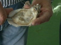 명품서포굴유통복합공간매점 | 여름철에도 맛있게 드세요…'명품 참굴' 키운다