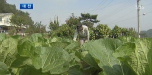 태성절임배추작목반 | [대전] 연기군 "'양심 절임배추' 없어 못 팔아요"