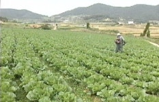 해남은주네절임배추 | 전남 해남 절임 배추, 직거래로 싸게 판매 '화제'
