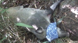 야생동물 응급실 24시…생태계 보존·복원 효과